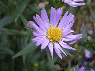 Amc Dvaugustdelaware Valley Chapter Alachian Mountain Club The Pale Blue To Purple Flowers Bloom From Mid August Through Fall In Our Area Have 10 15 Rays With A Yellow Red Center And Can Grow Four