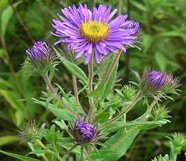 Amc Dvseptemberdelaware Valley Chapter Alachian Mountain Club New York Aster Symphyotrichum Novi Belgii Left England Novae Angliae Right Are Perennials Native To Northeastern North